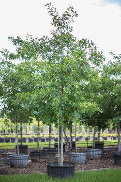 Cherry Bark Oak | US Trees of Texas