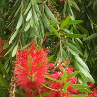 BOTTLEBRUSH, HOUSTON